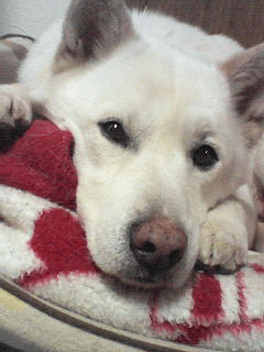 200803072030001.gif