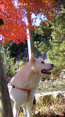 PAP_0042.gif