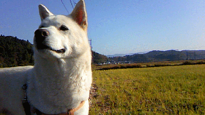 PAP_0025.gif