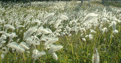 DSCF0030.JPG