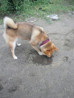 柴犬の穴掘り