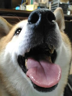 ハロウィン新作と伸びる柴犬さん
