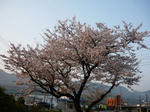 sakura.jpg