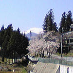 sakura-fuji.jpg