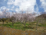 sakura20100327.JPG