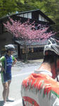misaka20100516sakura.jpg