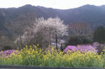 IMAG0063.jpg