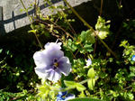 CA250268.JPG