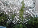 ume.jpg