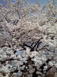 PA0_0002.JPG