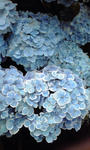 PA0_0017.JPG