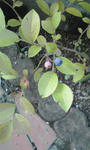 PA0_0041.JPG