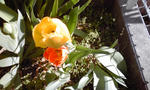 PA0_0019.JPG