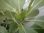 20110616-1253.JPG