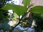 ao-0808-3.jpg