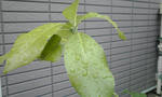 PA0_0038.JPG