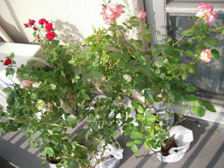 DSCN0226.jpg