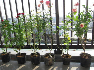 DSCN0230.jpg