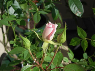 DSCN0249.jpg