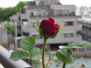 DSCN0780.jpg