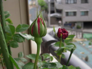 DSCN0781.jpg