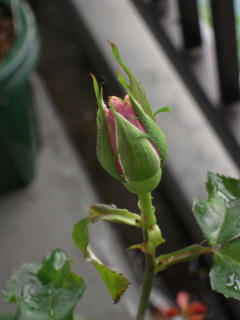 DSCN0783.jpg