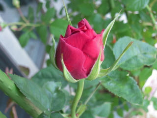 DSCN0790.jpg