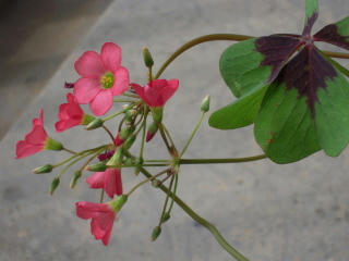 DSCN1274.JPG