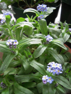 DSCN2985.jpg