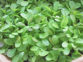 DSCN3096.JPG
