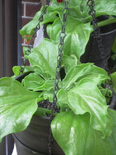 DSCN3100.jpg
