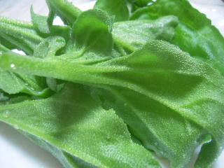 DSCN3129.JPG