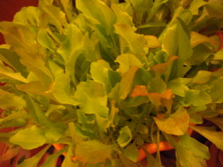 DSCN3216.jpg