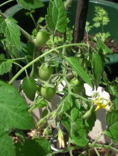 DSCN3406.jpg