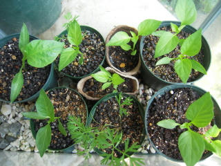 DSCN3413.JPG