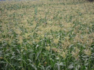 DSCN3627.JPG