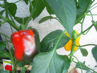 DSCN3709.JPG