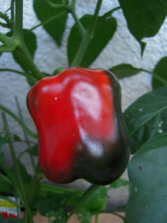 DSCN3708.JPG