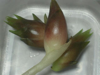 DSCN3806.jpg