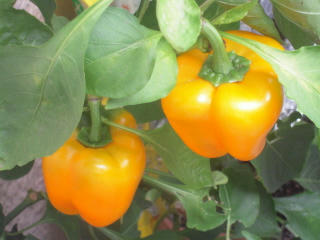 DSCN3818.jpg