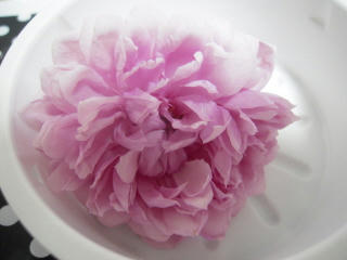 DSCN3896.jpg