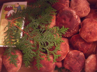 DSCN4052.jpg