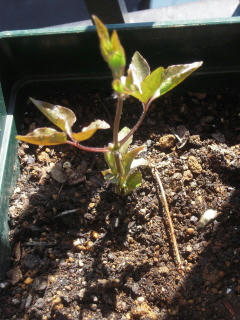 DSCN4236.jpg