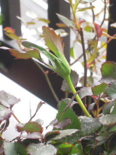 DSCN4260.jpg