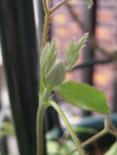 DSCN4265.jpg