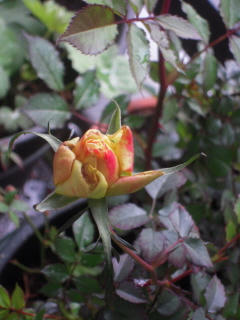 DSCN4261.jpg