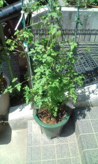 20110417112814.jpg