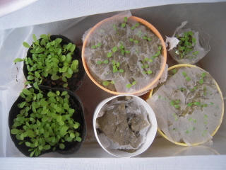 DSCN4414.jpg