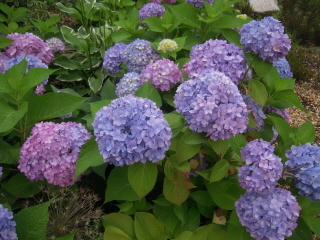 DSCN4781.JPG