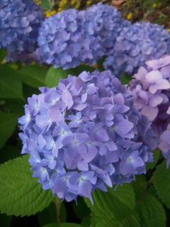 DSCN4784.JPG